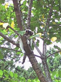 904木登り猫