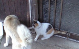 猫と犬