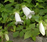 白ホタルブクロ