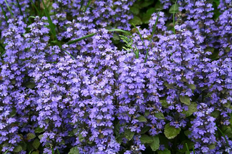 06年5月アジュガの花