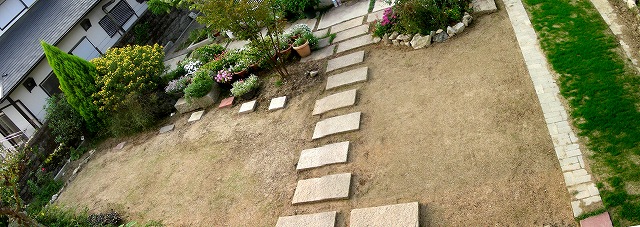 061012一週間発芽