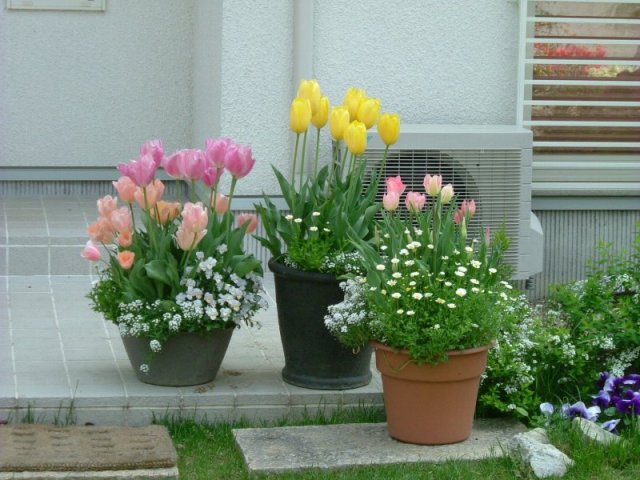 チューリップ寄植え２ とにかくお花が そして タイガースも 好きなので す だ い好き 楽天ブログ