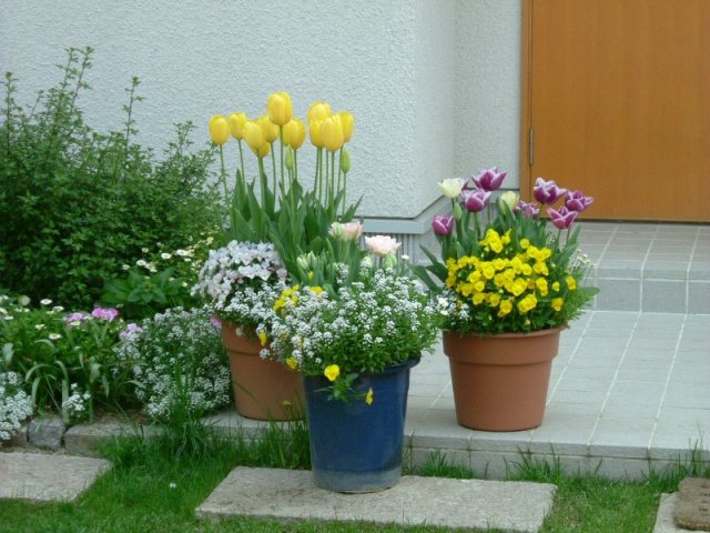 ﾁｭｰﾘｯﾌﾟ寄せ植え2