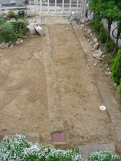 061001芝生発芽１