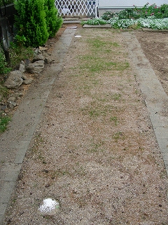 061001芝生発芽２