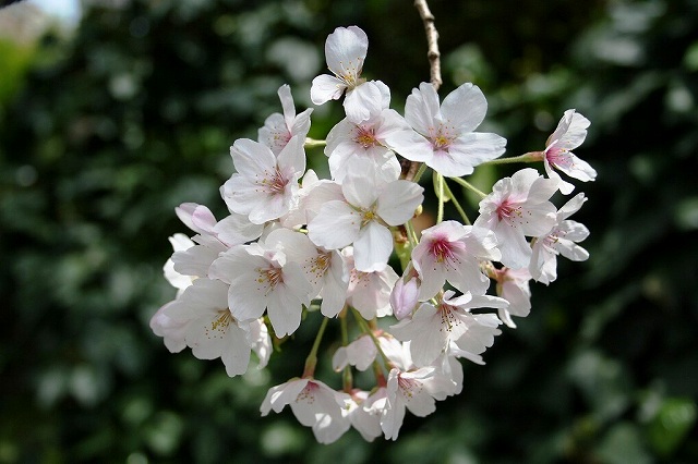 2006桜