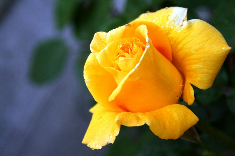 06年黄色のバラ第一号Ｌ