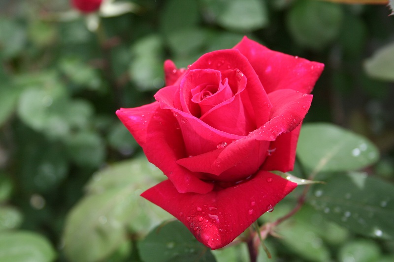 06年サムライ第一号