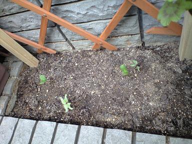 ふたばが虫食い（汗）