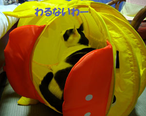 あひるとうしねこ～ズ