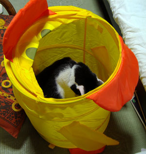 あひるとうしねこ～ズ