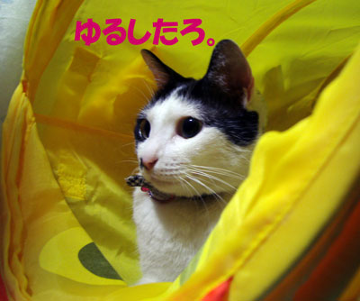 あひるとうしねこ～ズ