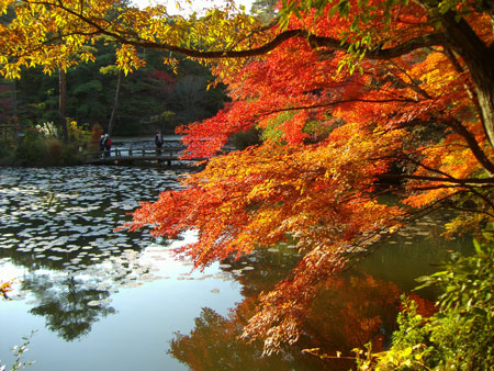 神戸市立森林植物園