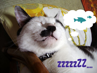 あひるとうしねこ～ズ