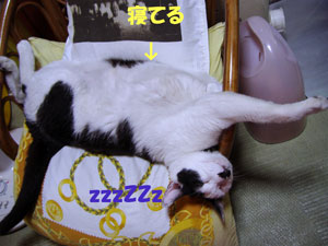 あひるとうしねこ～ズ