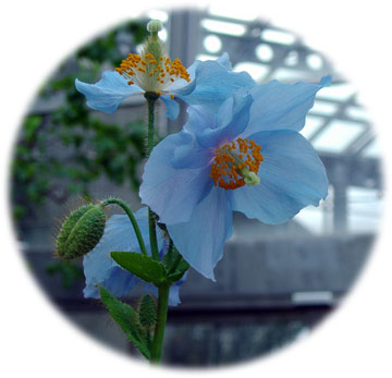 大阪　咲くやこの花館　メコノプシス