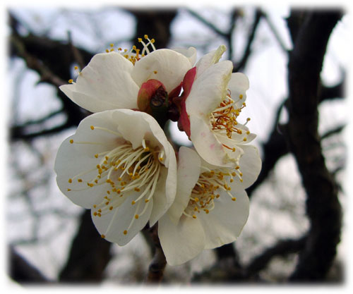 大阪城公園　梅林