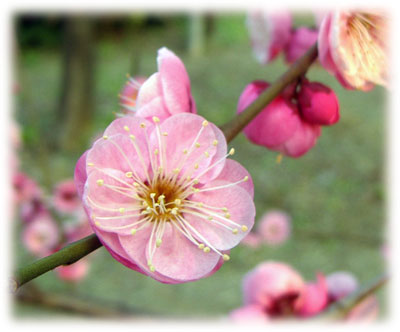 大阪城公園　梅林