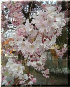 大阪市北区　毛馬桜之宮公園　2008/4/3