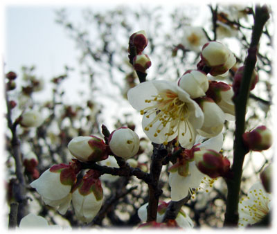 大阪城公園　梅林