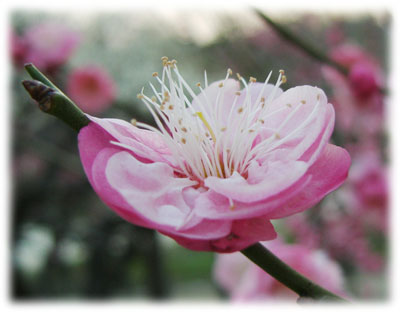 大阪城公園　梅林