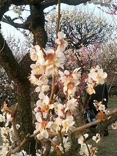 大阪城公園　梅林