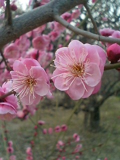 大阪城公園　梅林