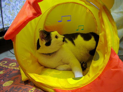 あひるとうしねこ～ズ