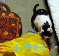 あひるとうしねこ～ズ