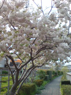 八重桜と井の頭線.jpg