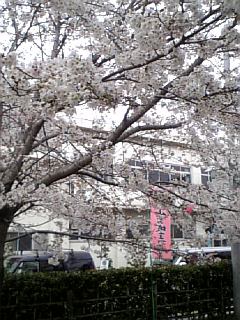 犬山城・桜.jpg