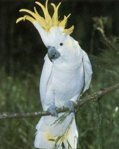 PARROT