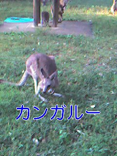 カンガルー.jpg