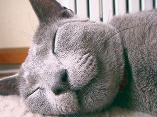 おはなこ除去