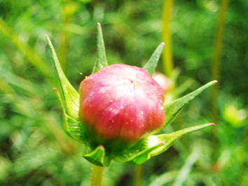 PA160032.jpg