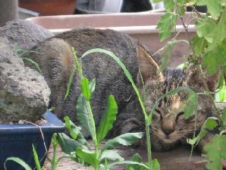 外猫