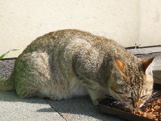 外猫