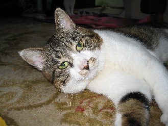 竹千代・クロ・ゴン　2009.07.02 011.jpgブログ.jpg