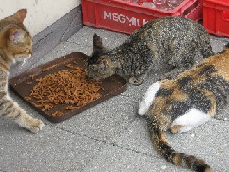 外猫
