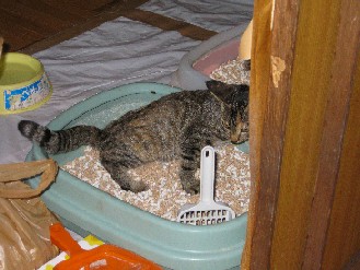 竹千代・クロ・ゴン・みかん　2009.08.31 014.jpgブログ.jpg