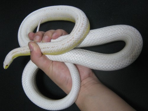 コーンスネーク ]  ぼくらはみんな生きている - 楽天ブログ