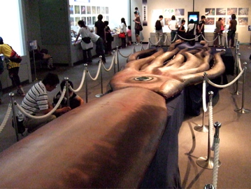 前から見たダイオウイカ