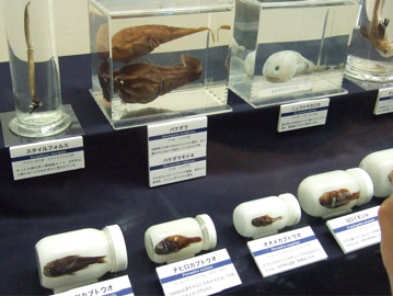 わけのわからない深海魚たち