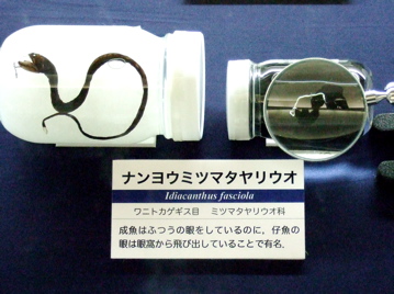 エイリアン風の深海魚