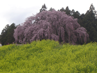 お気に入りの桜