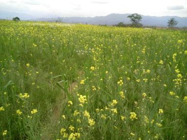 福島潟　菜の花.JPG