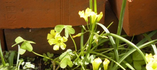 yellow clover