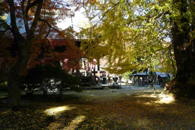 イチョウと紅葉のコラボ