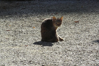 参道にゃん