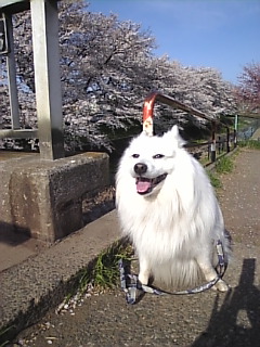 08.04.04 東川桜　1.jpg